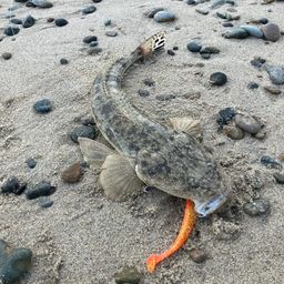 マゴチ