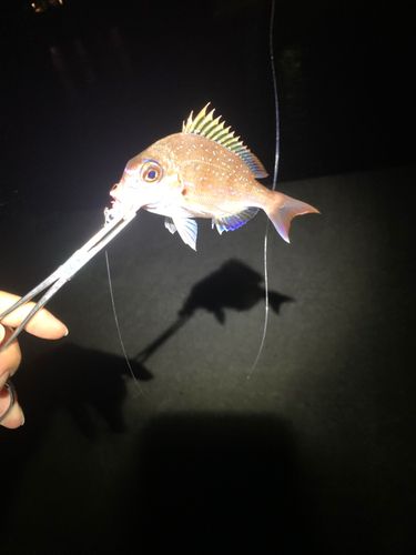 チャリコの釣果