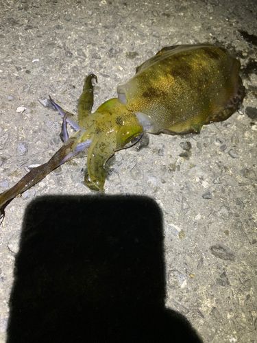 アオリイカの釣果
