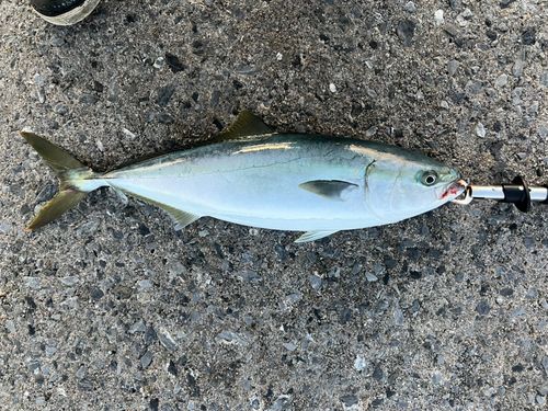 イナダの釣果