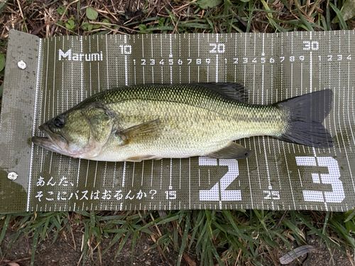 ラージマウスバスの釣果