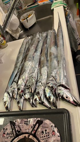 タチウオの釣果