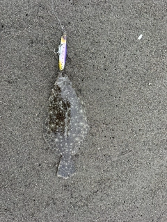 ソゲの釣果