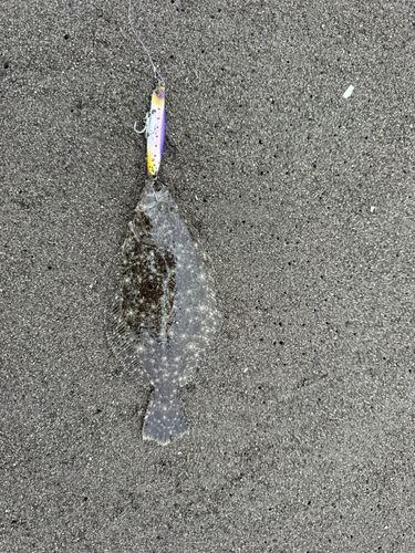 ソゲの釣果