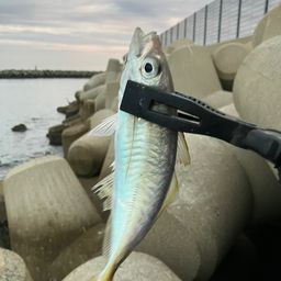 アジ