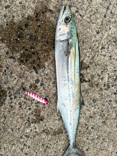 サゴシの釣果