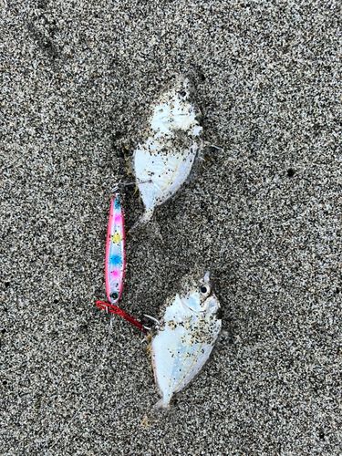 ヒイラギの釣果