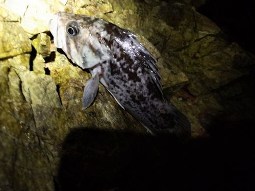 クロソイの釣果