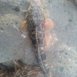 マゴチ