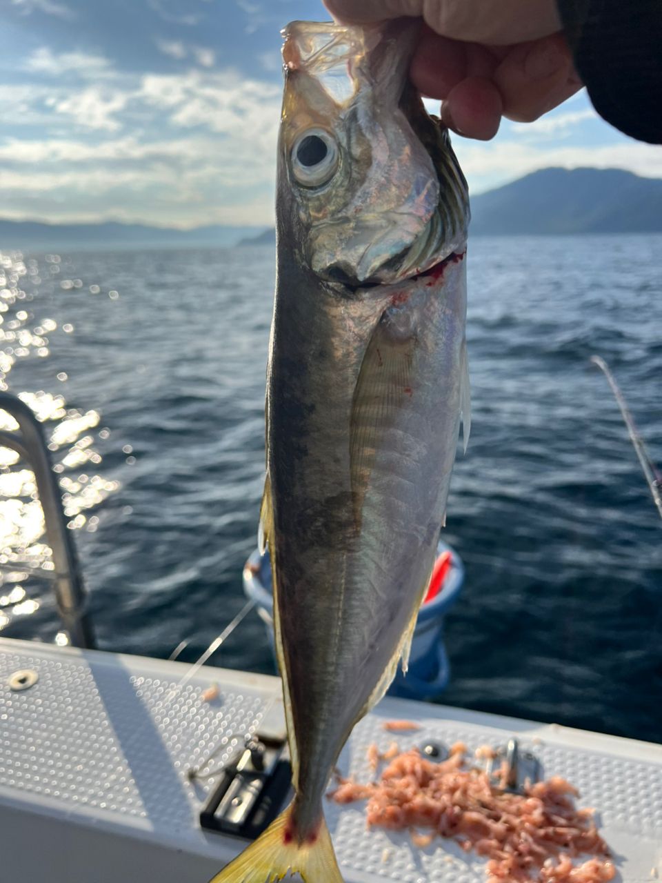 りんぞーさんの釣果 1枚目の画像