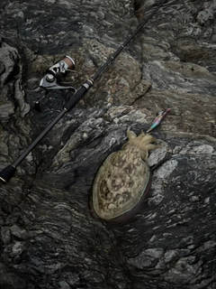 コウイカの釣果