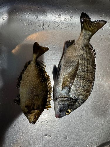 チヌの釣果