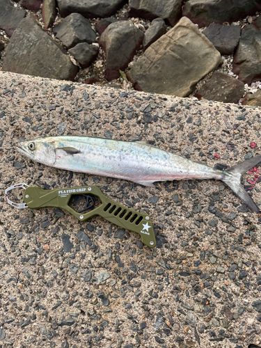 サゴシの釣果
