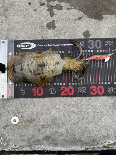 アオリイカの釣果