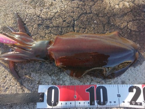 アオリイカの釣果