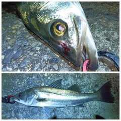 シーバスの釣果