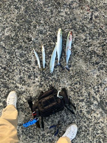 サゴシの釣果