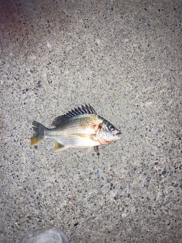キビレの釣果