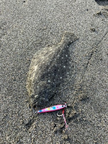 ソゲの釣果