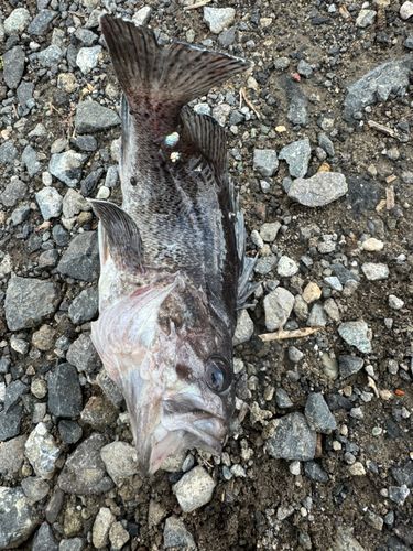 クロソイの釣果