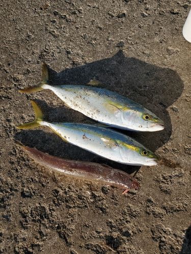 イナダの釣果