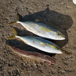 イナダ