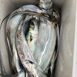 タチウオ