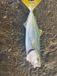 フクラギの釣果