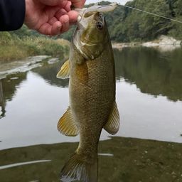 スモールマウスバス