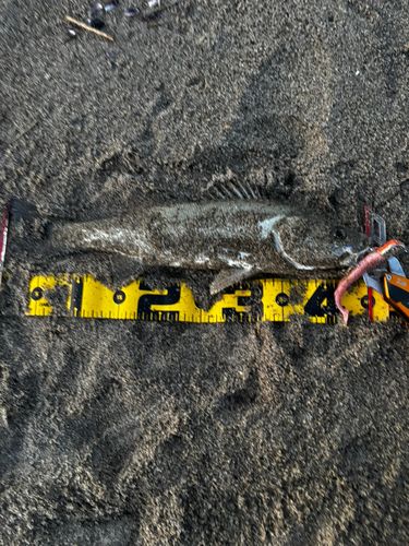 フッコ(マルスズキ)の釣果