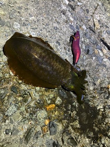 アオリイカの釣果