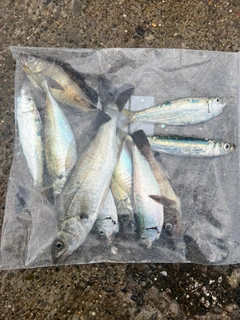 イワシの釣果