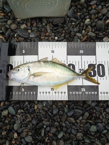 シマアジの釣果