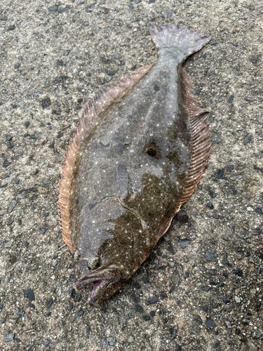 ヒラメの釣果