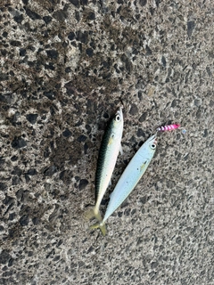 サバの釣果