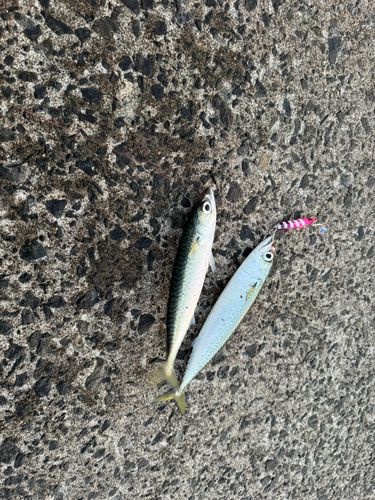 サバの釣果