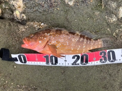 アコウの釣果