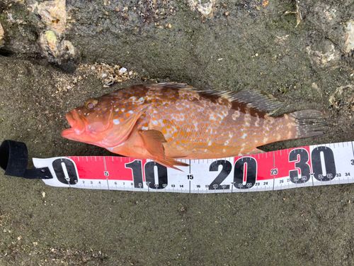 アコウの釣果