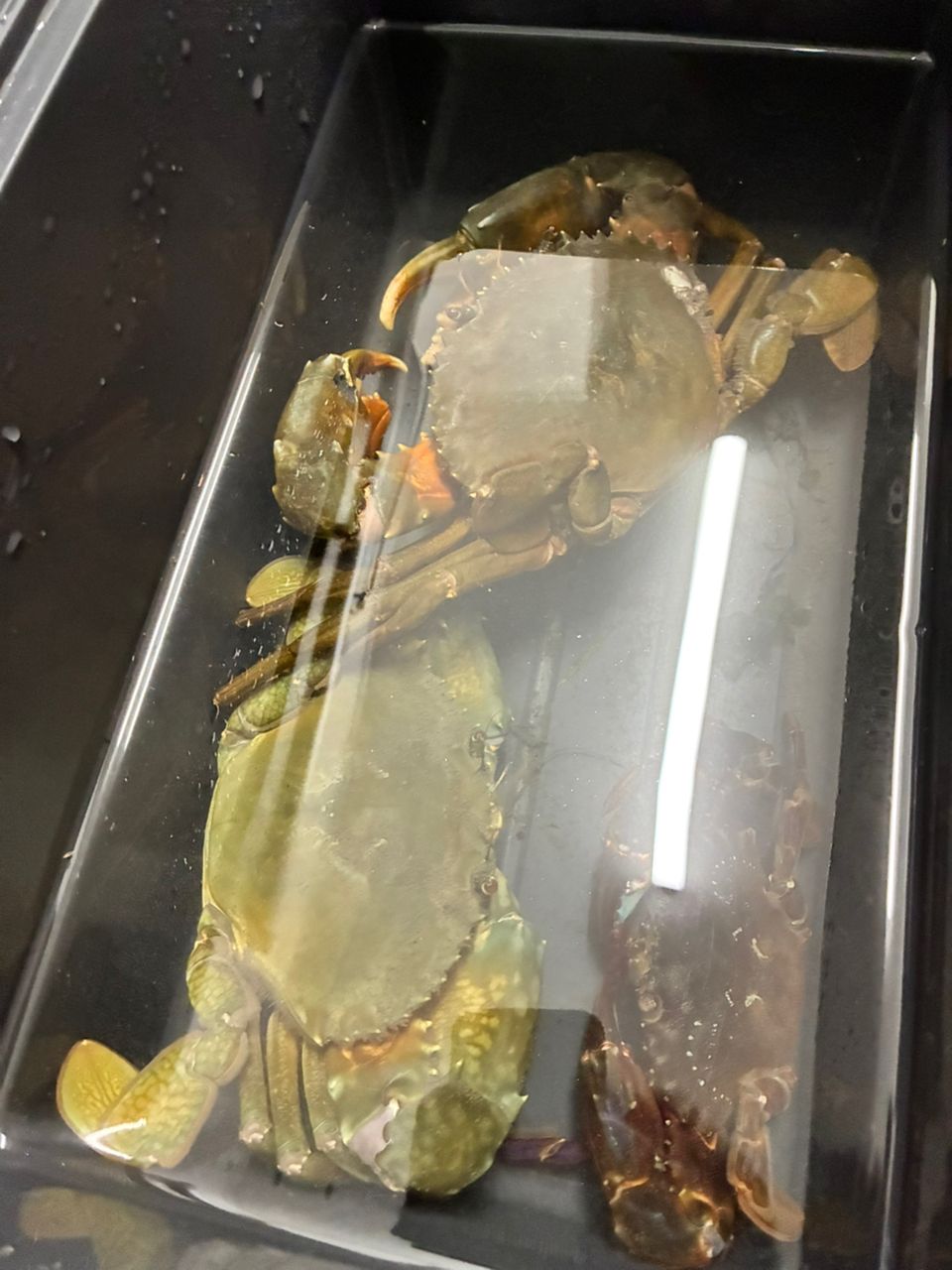 ノコギリガザミ