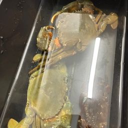 ノコギリガザミ