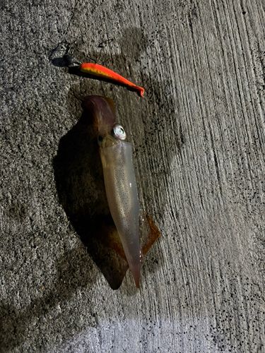 釣果