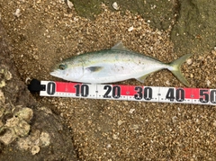 ヤズの釣果