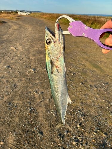 サゴシの釣果