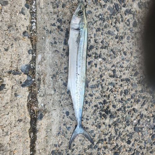 サゴシの釣果