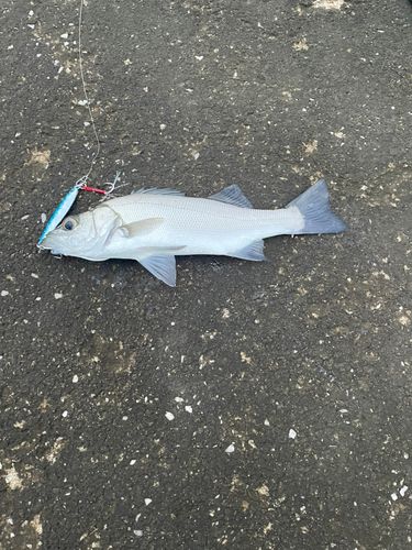 セイゴ（ヒラスズキ）の釣果