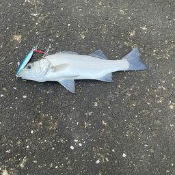 セイゴ（ヒラスズキ）