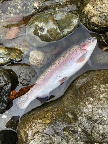 ニジマスの釣果