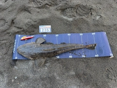 マゴチの釣果
