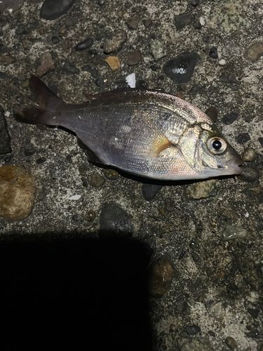 ウミタナゴの釣果