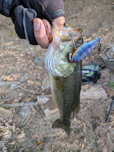 ラージマウスバスの釣果